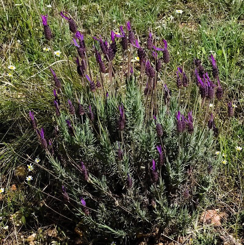 Lavandula stoechas 'Primavera' ~ Primavera Spanish Lavender-ServeScape