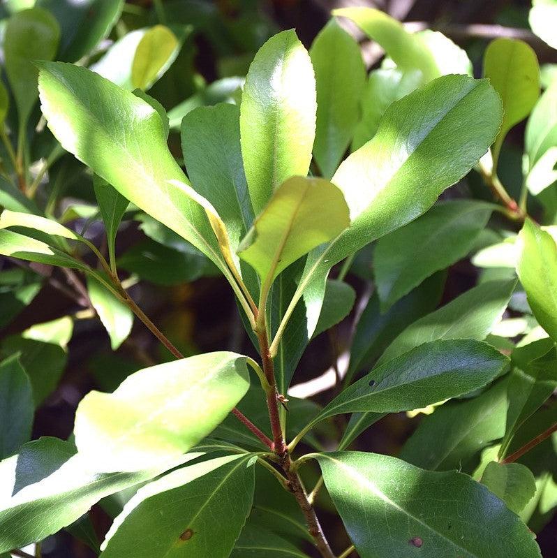 Rhaphiolepis indica ~ Indian Hawthorn, White-ServeScape