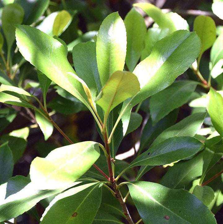 Rhaphiolepis indica ~ Indian Hawthorn, White-ServeScape