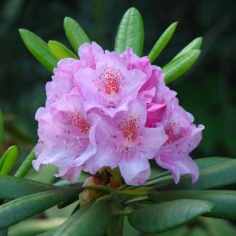 Rhododendron catawbiense ~ Catawba Rhododendron-ServeScape
