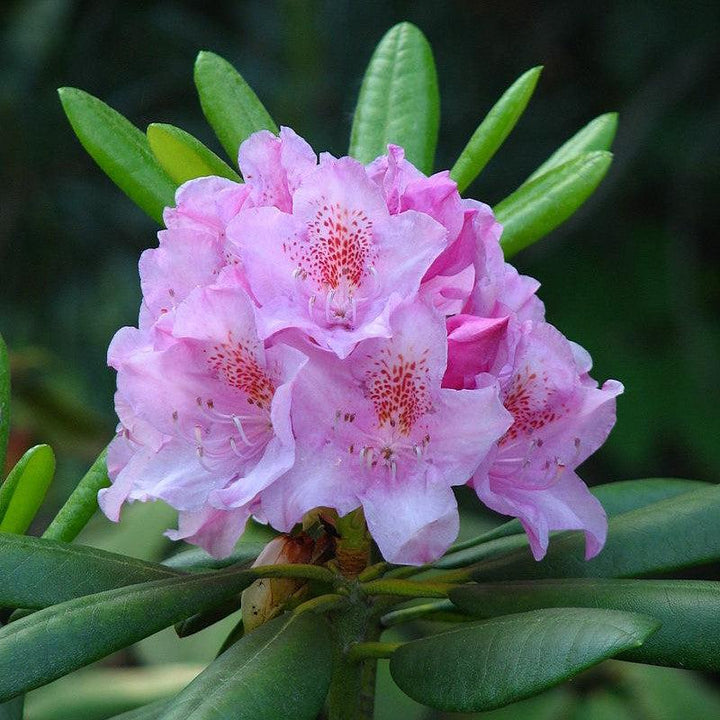 Rhododendron catawbiense ~ Catawba Rhododendron-ServeScape