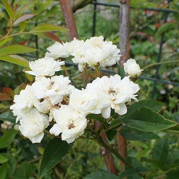 Rosa banksiae 'Alba Plena' ~ Lady Banks White Rose-ServeScape