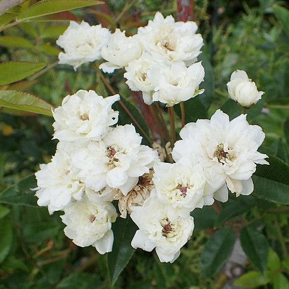 Rosa banksiae 'Alba Plena' ~ Lady Banks White Rose-ServeScape
