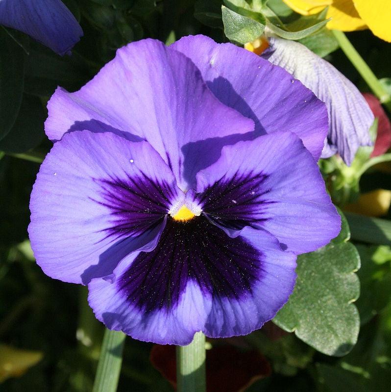 Viola x wittrockiana 'Inspire DeluXXe Ocean' ~ Inspire DeluXXe® Ocean Mix Pansy-ServeScape