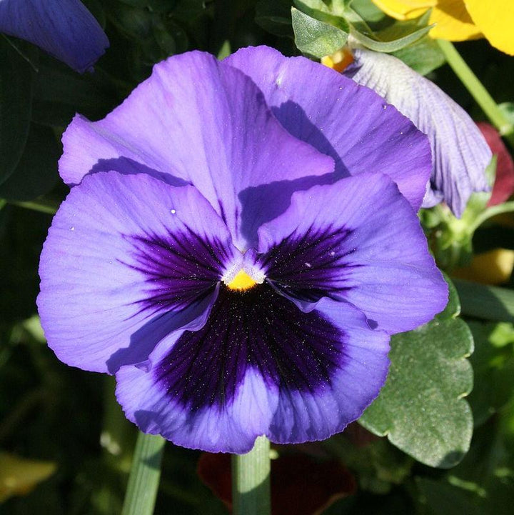 Viola x wittrockiana 'Inspire DeluXXe Ocean' ~ Inspire DeluXXe® Ocean Mix Pansy-ServeScape