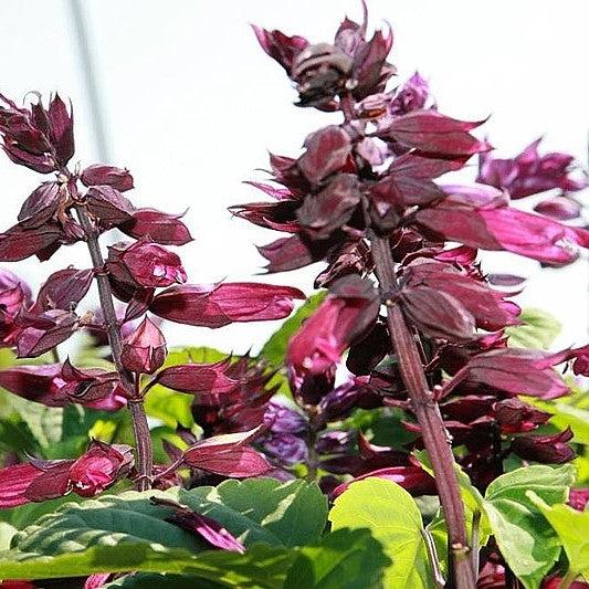Salvia splendens 'PAS3292' ~ Vista™ Purple Salvia-ServeScape