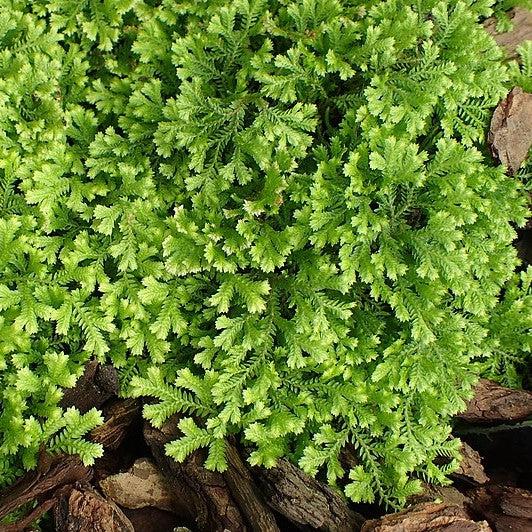 Selaginella kraussiana 'Aurea' ~ Gold Clubmoss-ServeScape