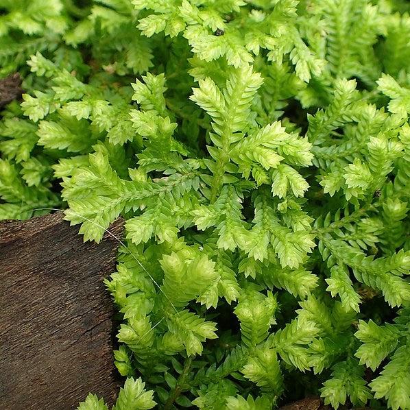 Selaginella kraussiana 'Aurea' ~ Gold Clubmoss-ServeScape