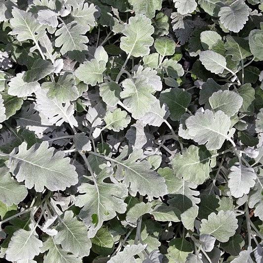 Senecio cineraria 'Cirrus' ~ Cirrus Dusty Miller-ServeScape