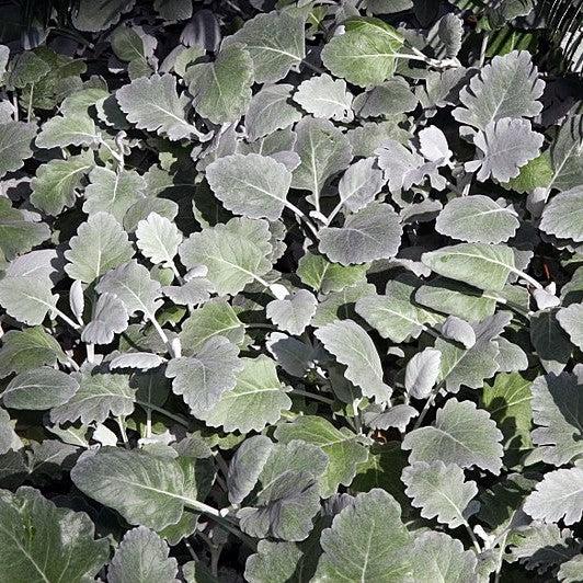 Senecio cineraria 'Cirrus' ~ Cirrus Dusty Miller-ServeScape