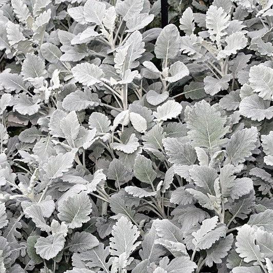 Senecio cineraria 'Cirrus' ~ Cirrus Dusty Miller-ServeScape