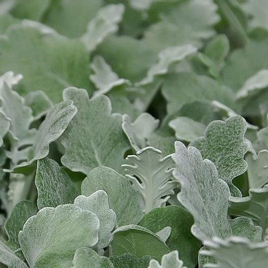 Senecio cineraria 'Silverdust' ~ Silverdust Dusty Miller-ServeScape