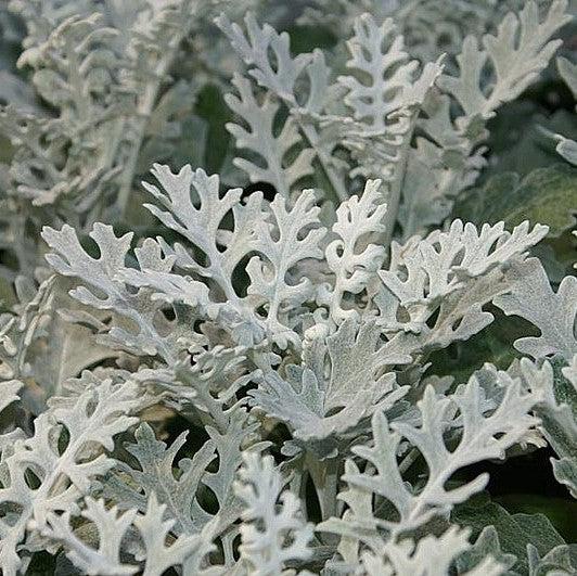 Senecio cineraria 'Silverdust' ~ Silverdust Dusty Miller-ServeScape
