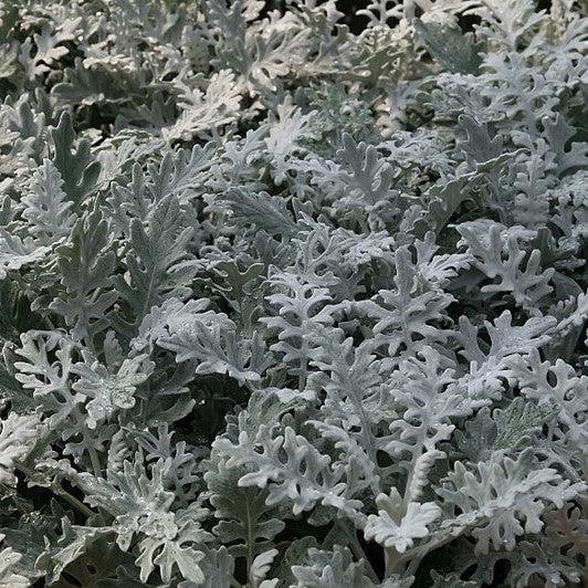 Senecio cineraria 'Silverdust' ~ Silverdust Dusty Miller-ServeScape