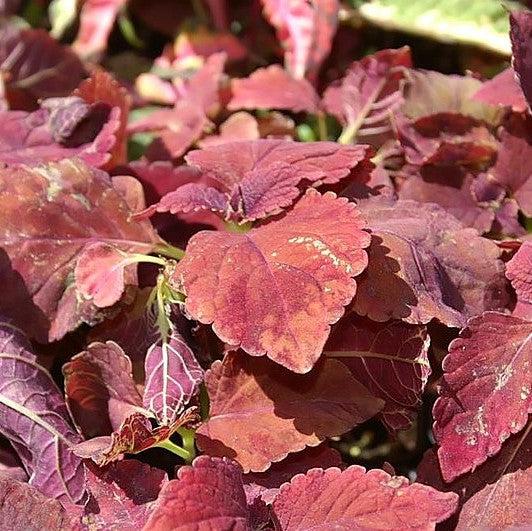 Solenostemon scutellarioides ‘Burgundy Sun’ ~ Burgundy Sun Coleus-ServeScape