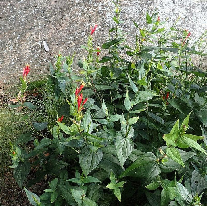 Spigelia marilandica 'Little Redhead ~ Little Redhead Indian Pink-ServeScape