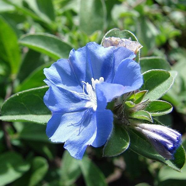 Evolvulus glomeratus 'Blue Daze' ~ Blue Daze Dwarf Morning Glory-ServeScape