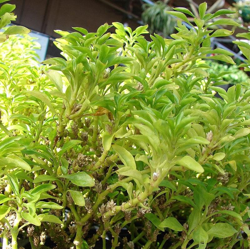 Alternanthera ficoidea 'True Yellow' ~ True Yellow Joseph's Coat-ServeScape