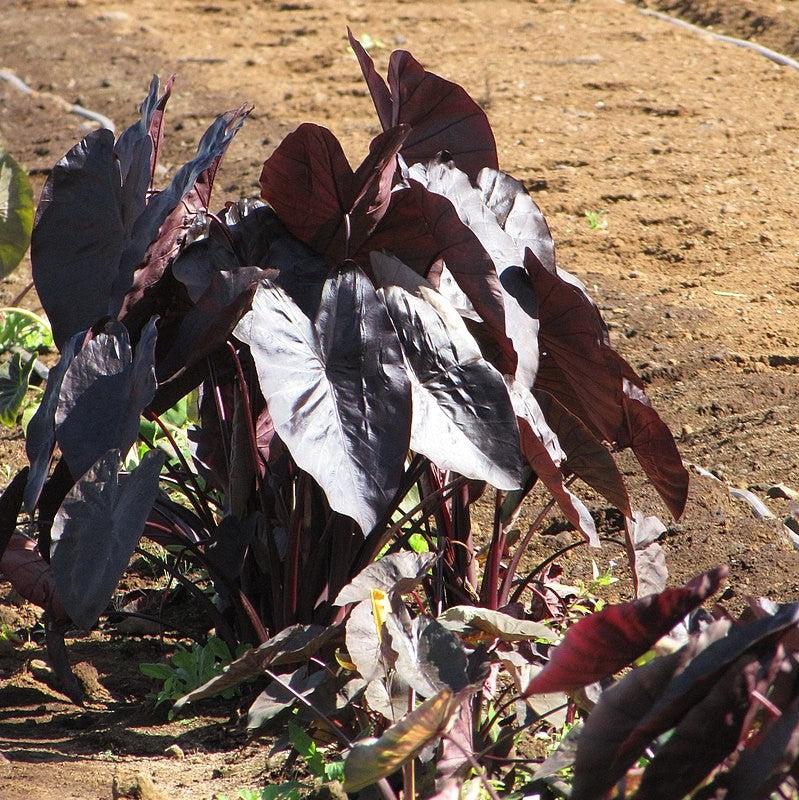 Colocasia esculenta 'Diamond Head' ~ Diamond Head Elephant Ear-ServeScape