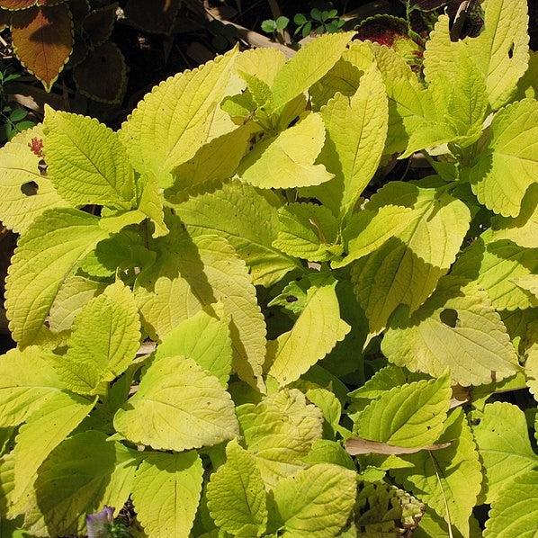 Solenostemon scutellarioides 'Solar Shade’ ~ Solar Shade Coleus-ServeScape