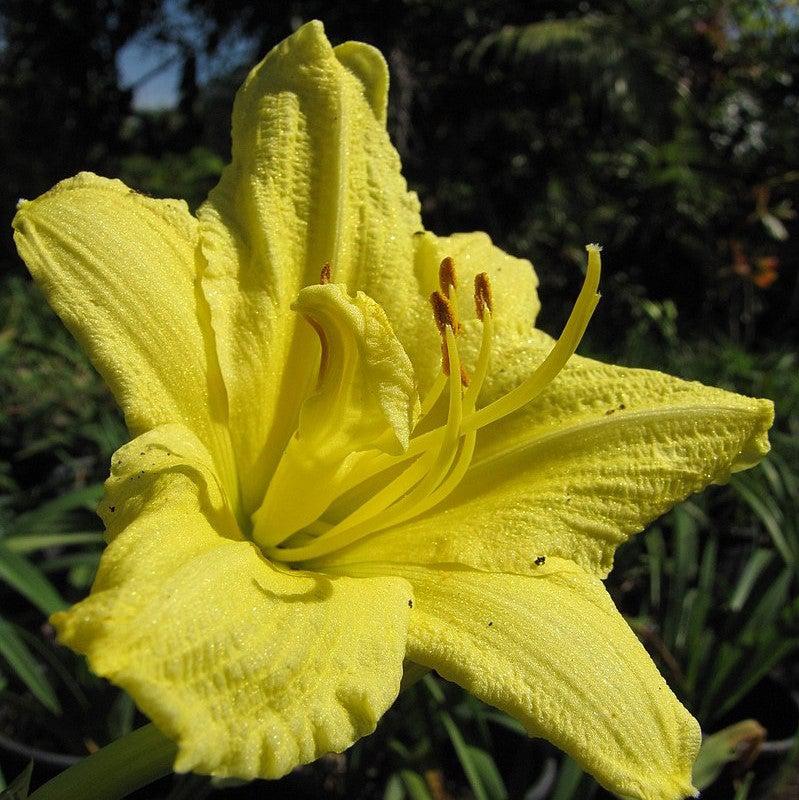Hemerocallis 'Gail's Fragrant Treasure' ~ Gail's Fragrant Treasure Daylily-ServeScape