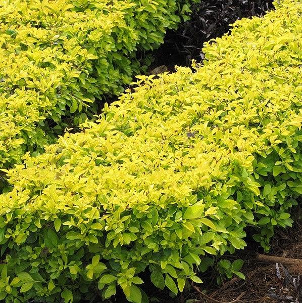 Duranta repens aurea 'Yellow' ~ Yellow Duranta-ServeScape