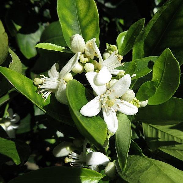 Citrus × sinensis 'Cara Cara' ~ Cara Cara Navel Orange-ServeScape