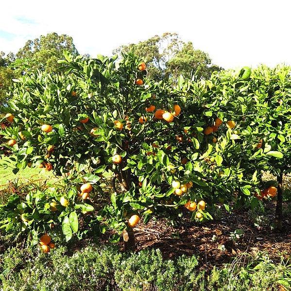 Citrus Unshiu 'Owari' ~ Owari Satsuma-ServeScape