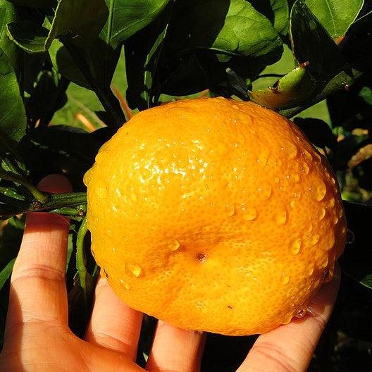 Mandarinier Satsuma 'Owari' Citrus reticulata subsp. unshiu