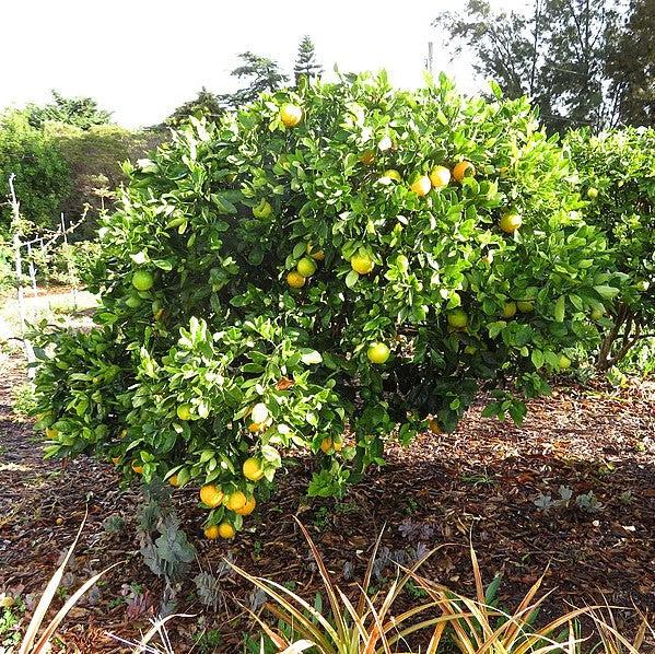 Citrus × sinensis 'Cara Cara' ~ Cara Cara Navel Orange-ServeScape