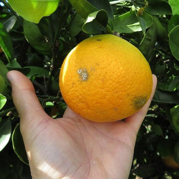 Citrus × sinensis 'Cara Cara' ~ Cara Cara Navel Orange-ServeScape
