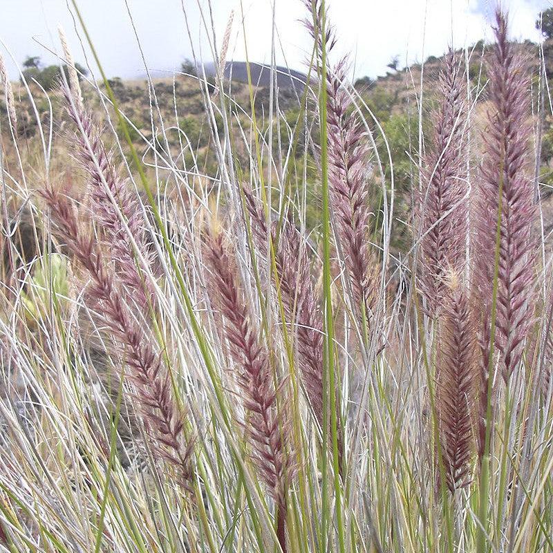 Pennisetum setaceum ~ Fountain Grass-ServeScape