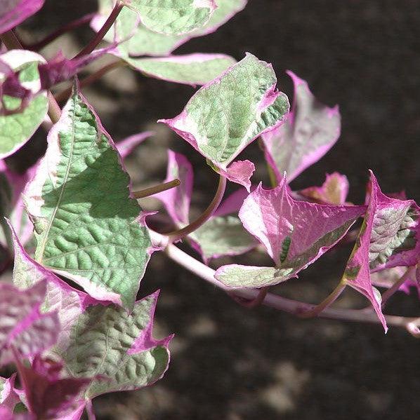 Ipomoea batatas ‘Tricolor' ~ Proven Accents® Tricolor Sweet Potato-ServeScape