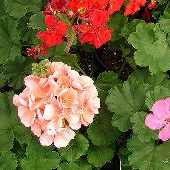 Pelargonium × hortorum 'Rocky Mountain Salmon' ~ Rocky Mountain™ Salmon Zonal Geranium-ServeScape