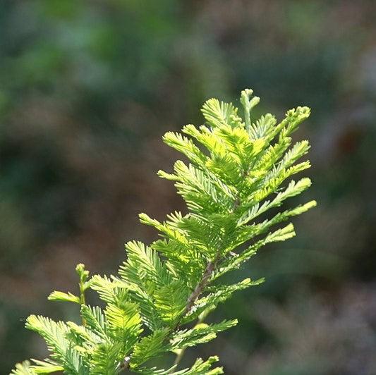Taxodium distichum 'Peve Minaret' ~ Peve Minaret Bald Cypress-ServeScape
