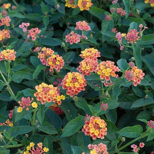 Lantana camara 'Balluceagl' ~ Little Lucky™ Peach Glow Lantana-ServeScape