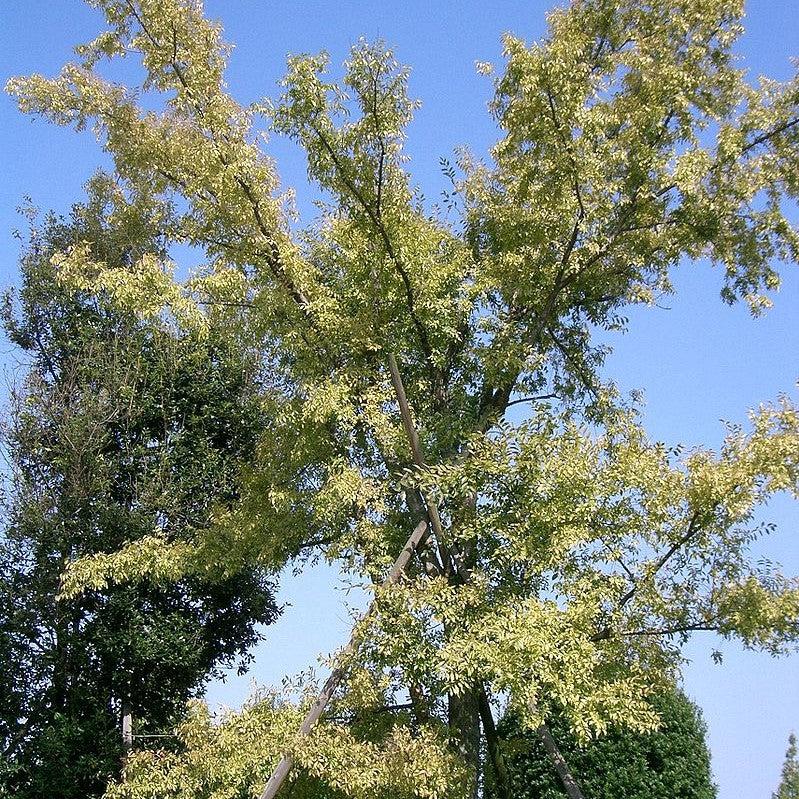 Ulmus parvifolia ~ Lacebark Elm-ServeScape
