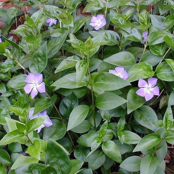 Vinca major ~ Large Leaf Periwinkle-ServeScape