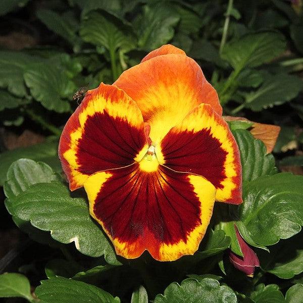 Viola x wittrockiana 'Delta Fire' ~ Delta™ Fire Pansy-ServeScape
