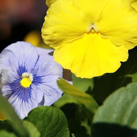 Viola x wittrockiana 'Premier Tricolor Mix' ~ Premier Tricolor Mix Pansy-ServeScape