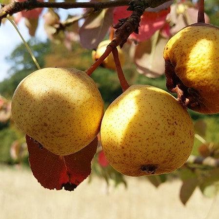 Pyrus communis 'Orient' ~ Orient Pear-ServeScape
