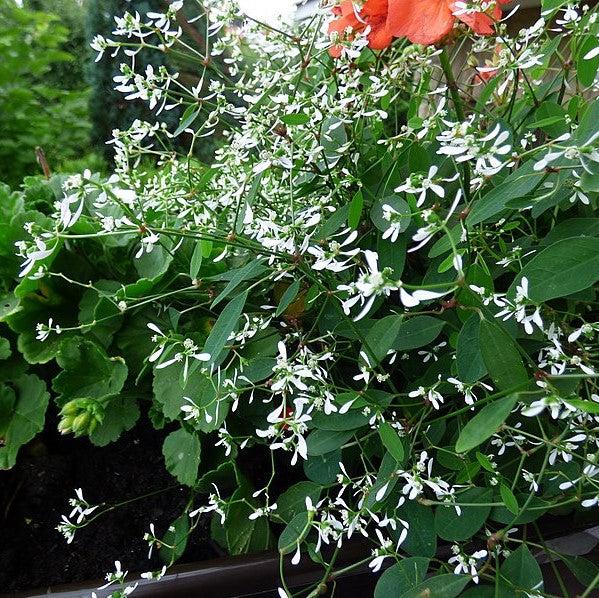 Euphorbia hypericifolia 'White Manaus' ~ White Manaus Euphorbia-ServeScape