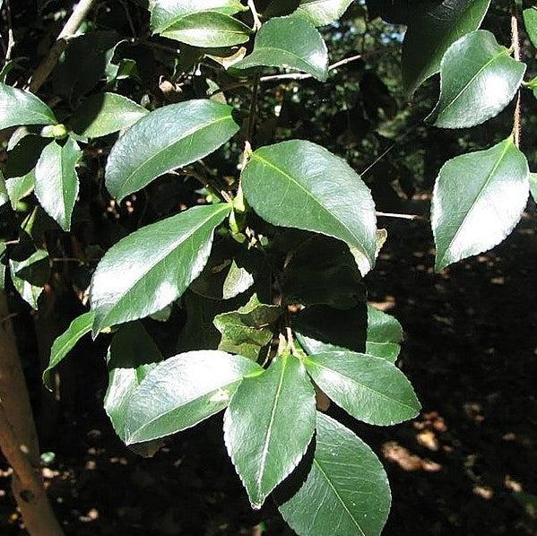 Zelkova serrata ‘Musashino’ ~ Musashino Zelkova-ServeScape