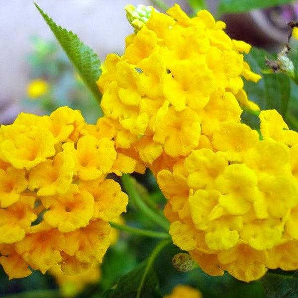 Lantana camara 'Premier Mix' ~ Premier Mix Lantana-ServeScape
