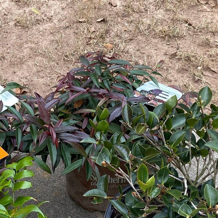 Leucothoe keiskei 'Opstal 50' ~ Burning Love™ Leucothoe-ServeScape