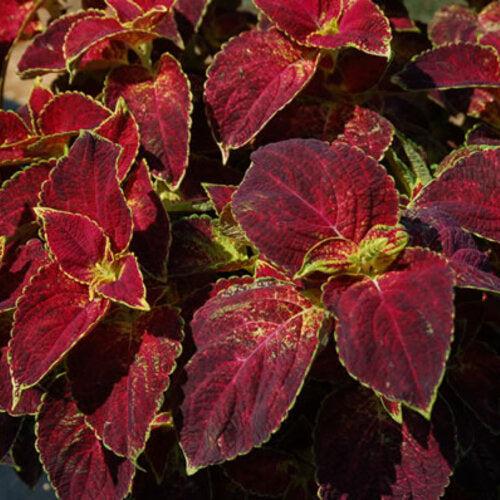 Solenostemon scutellarioides ‘Dipt in Wine’ ~ ColorBlaze® Dipt in Wine™ Coleus-ServeScape