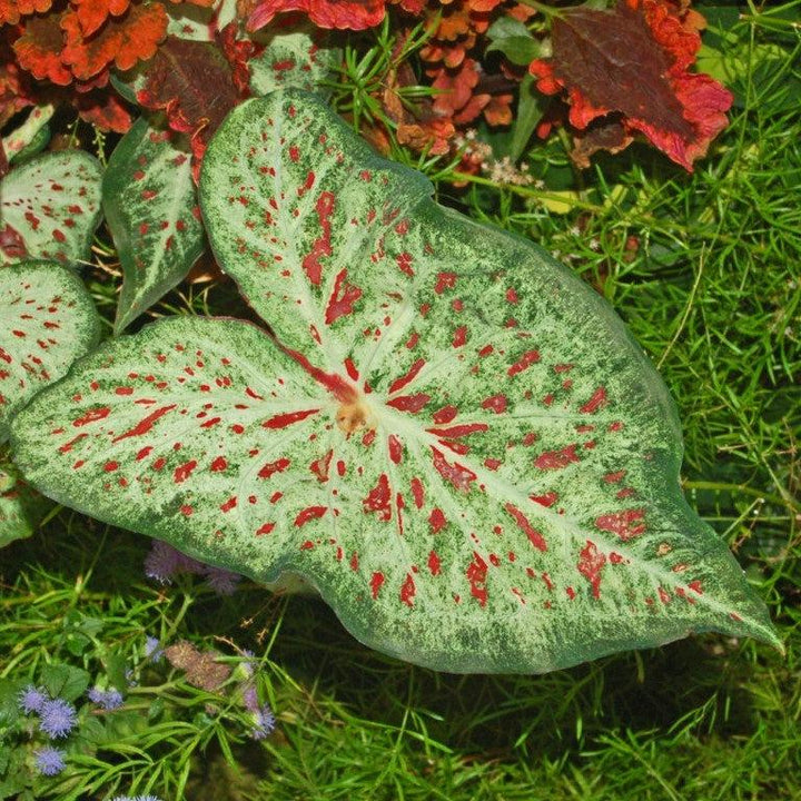Caladium 'Gingerland' ~ Gingerland Caladium-ServeScape