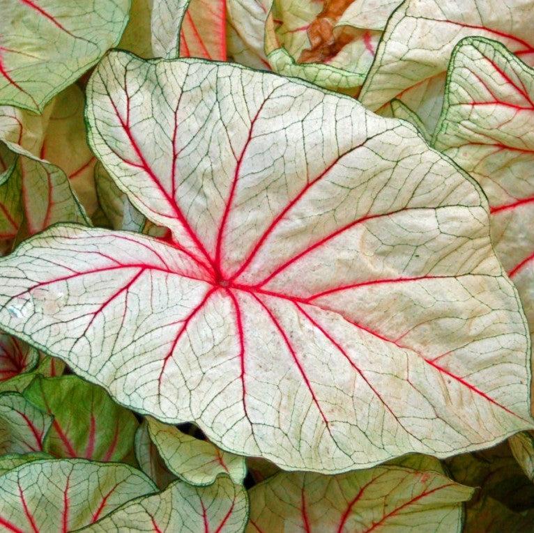 Caladium 'White Queen' ~ White Queen Caladium-ServeScape