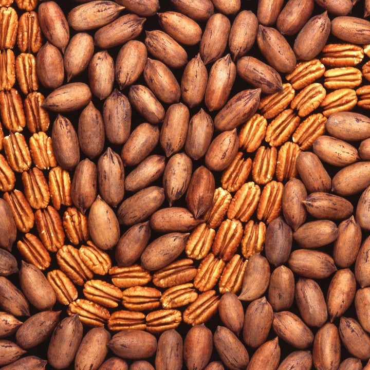 Carya 'Pawnee' ~ Pawnee Pecan-ServeScape