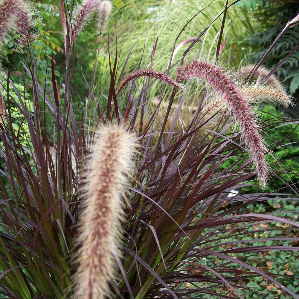 Pennisetum 'Tift10' ~ First Knight™ Napier Grass-ServeScape